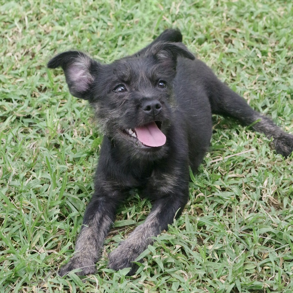 Puppy Edith