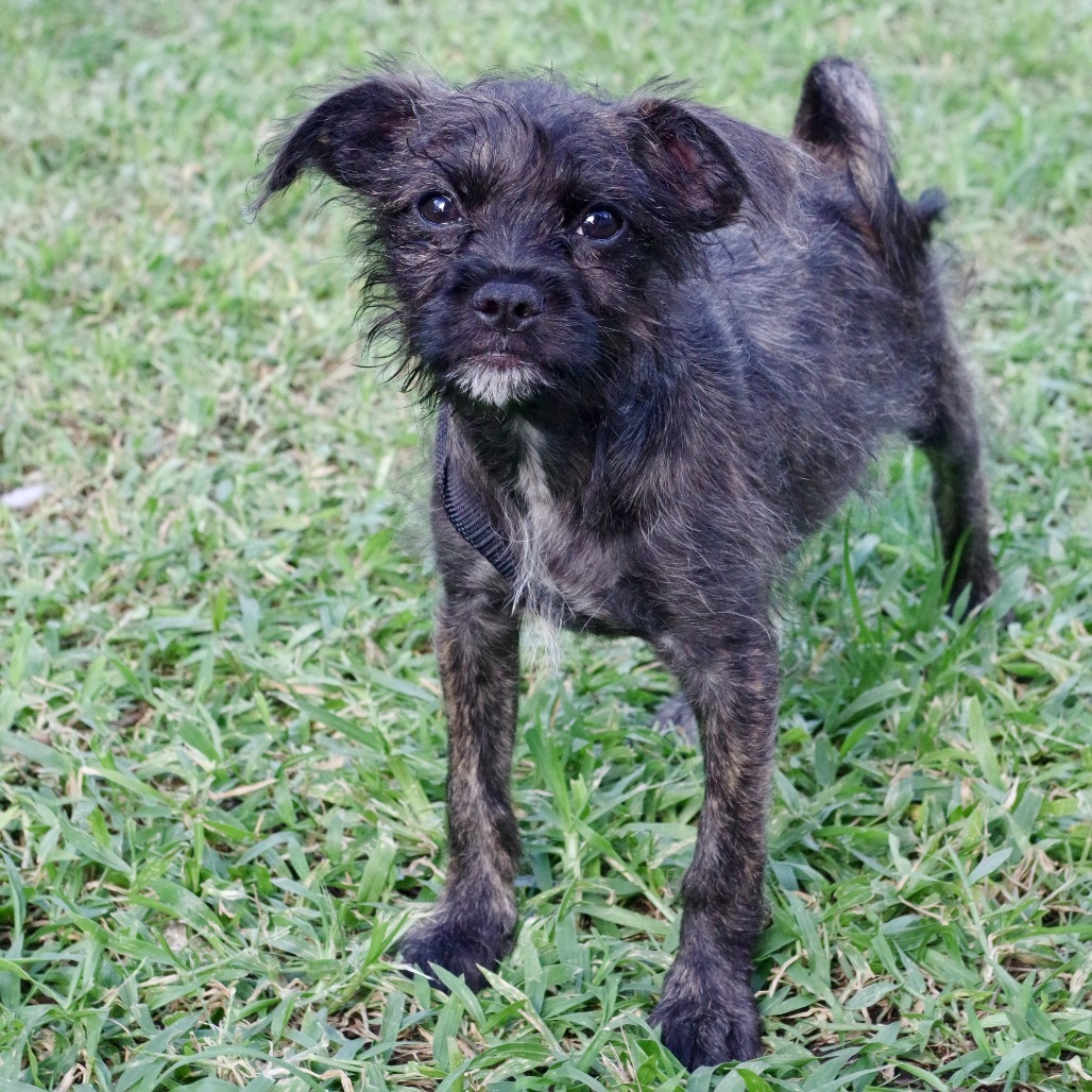 Puppy Bob