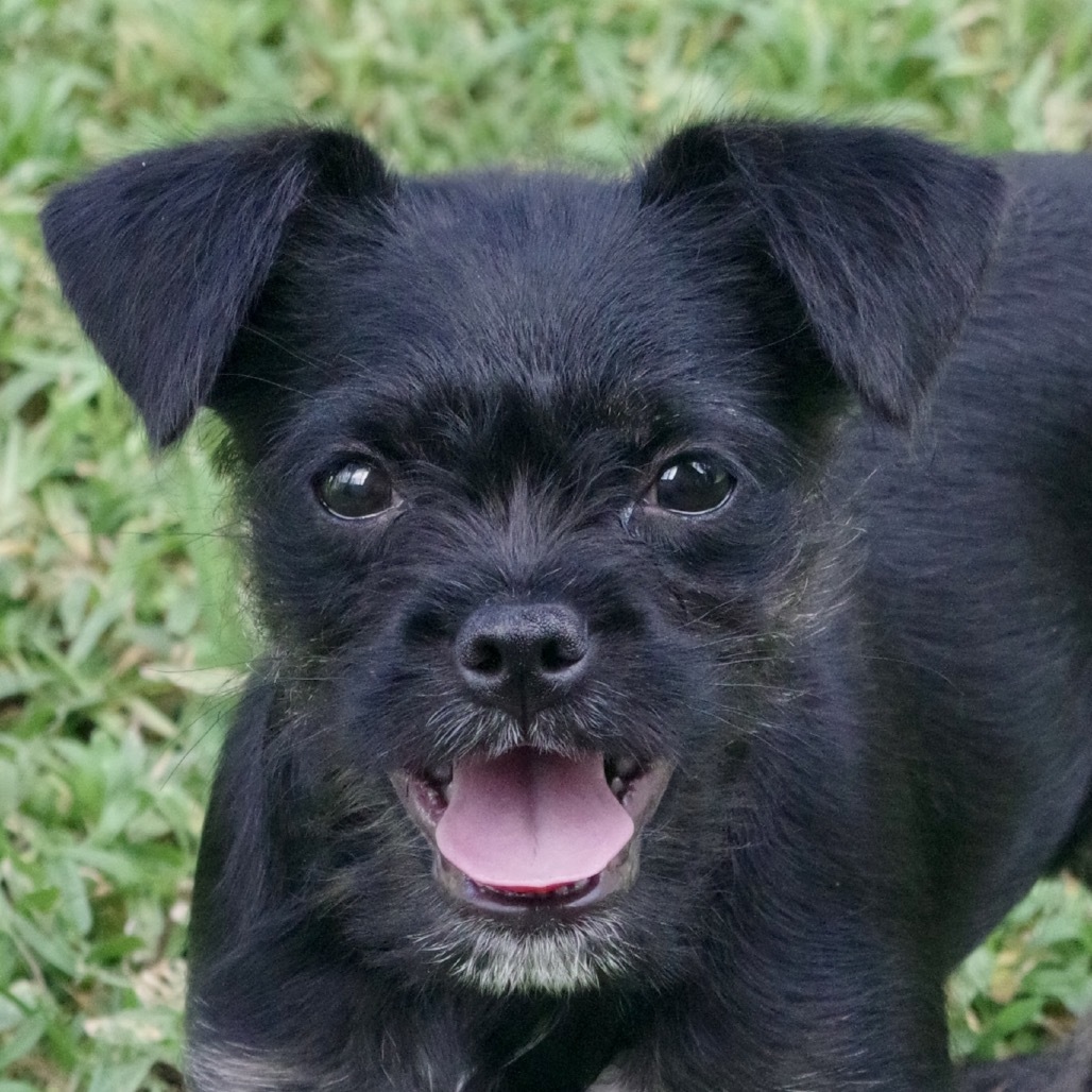 Puppy Steve