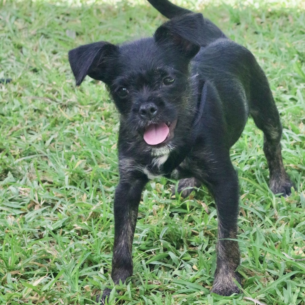 Puppy Steve