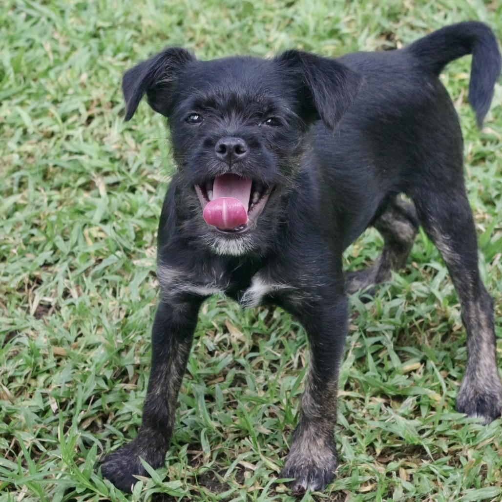 Puppy Steve