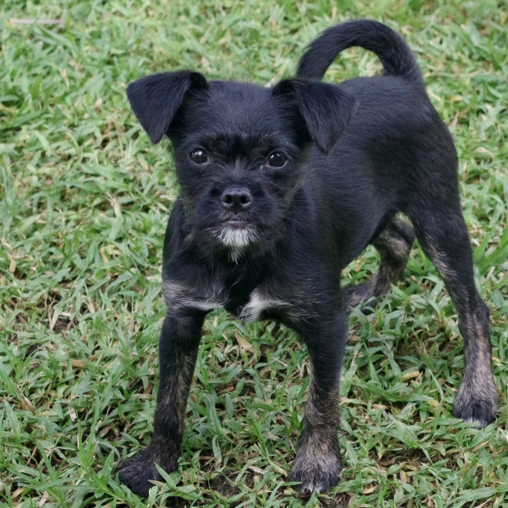 Puppy Steve
