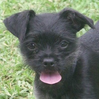 Puppy Margo