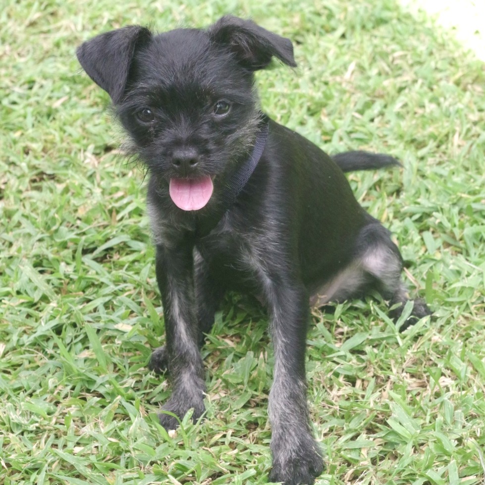 Puppy Margo