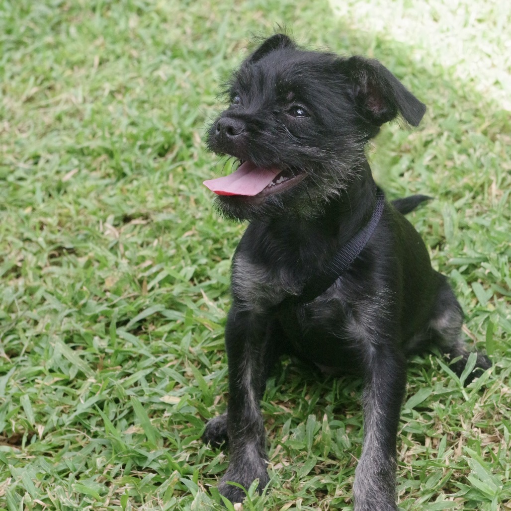 Puppy Margo