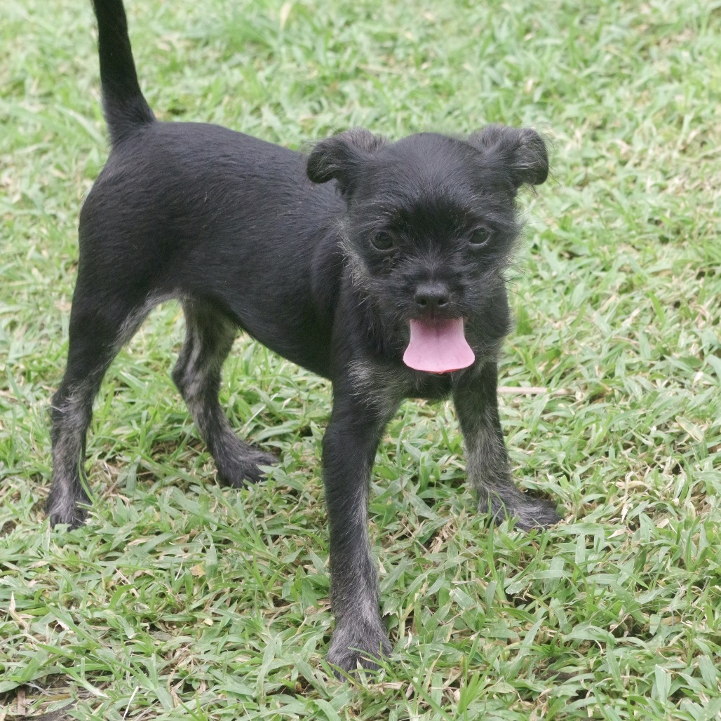 Puppy Margo