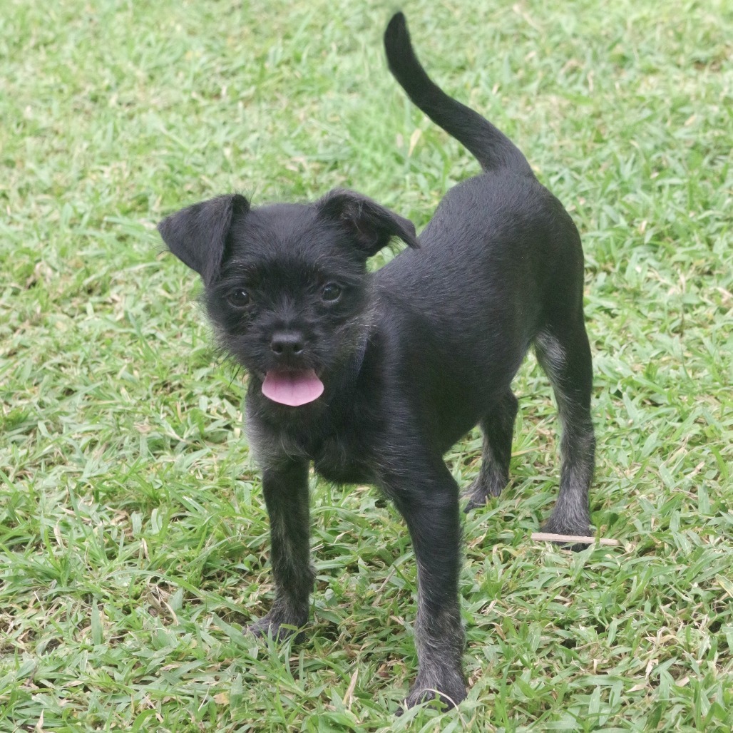 Puppy Margo