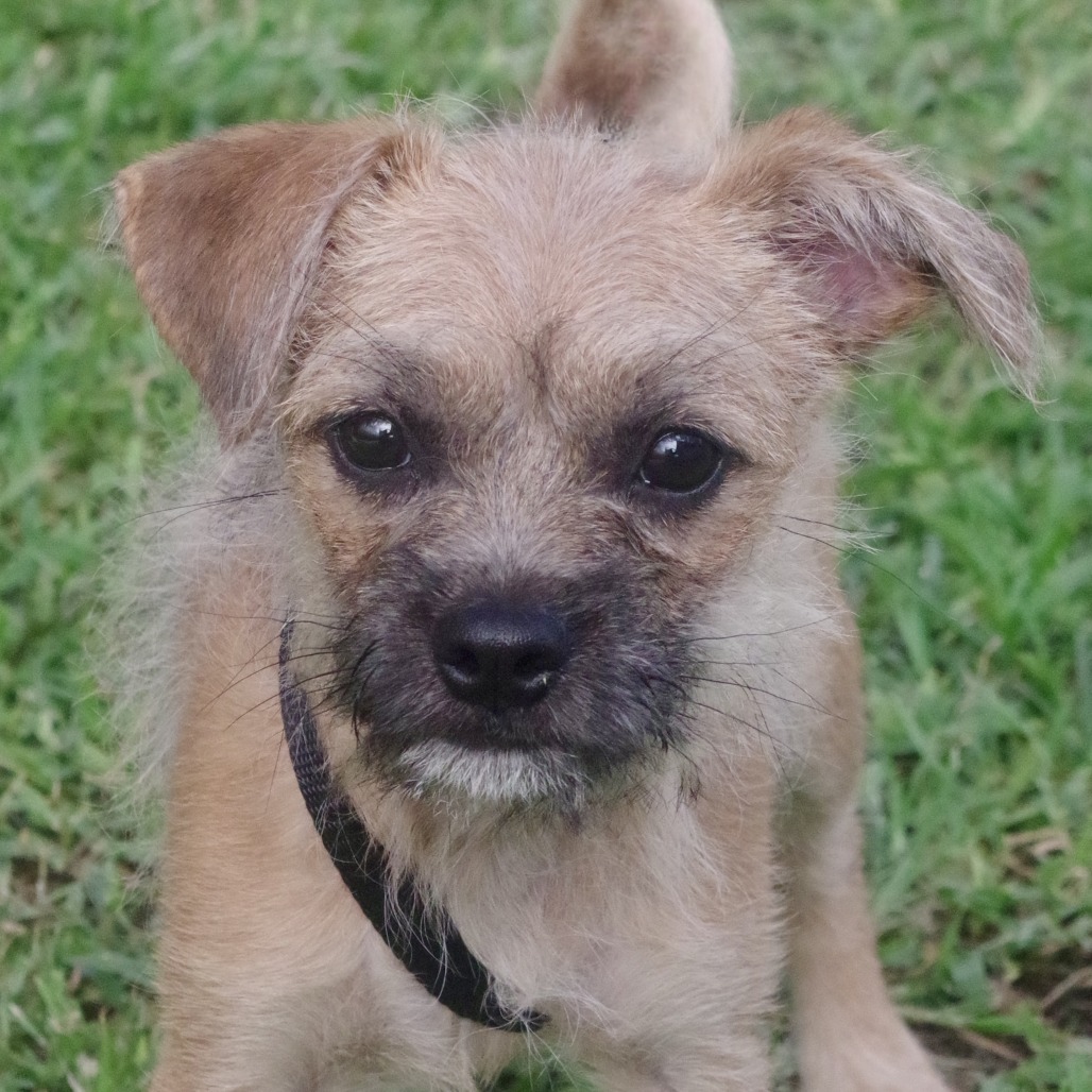 Puppy Lucy