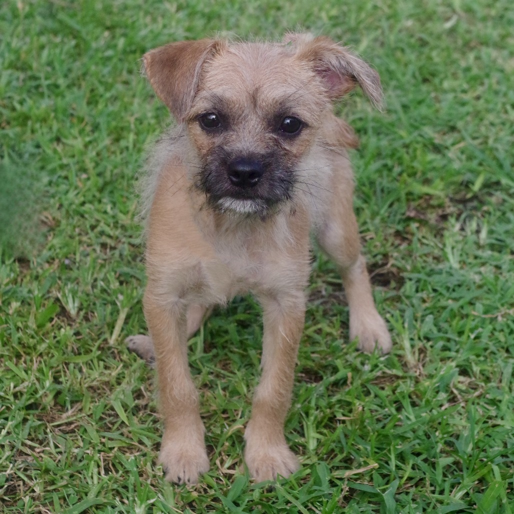 Puppy Lucy