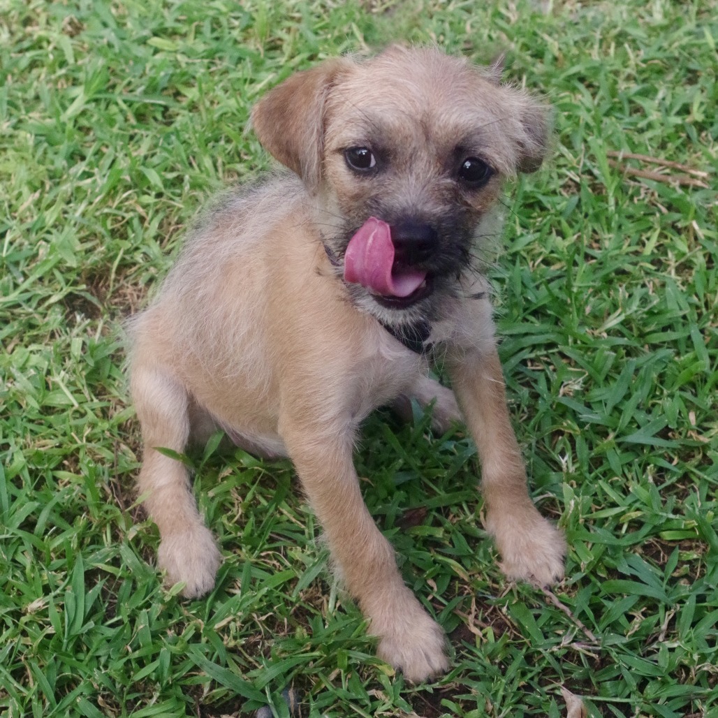Puppy Lucy