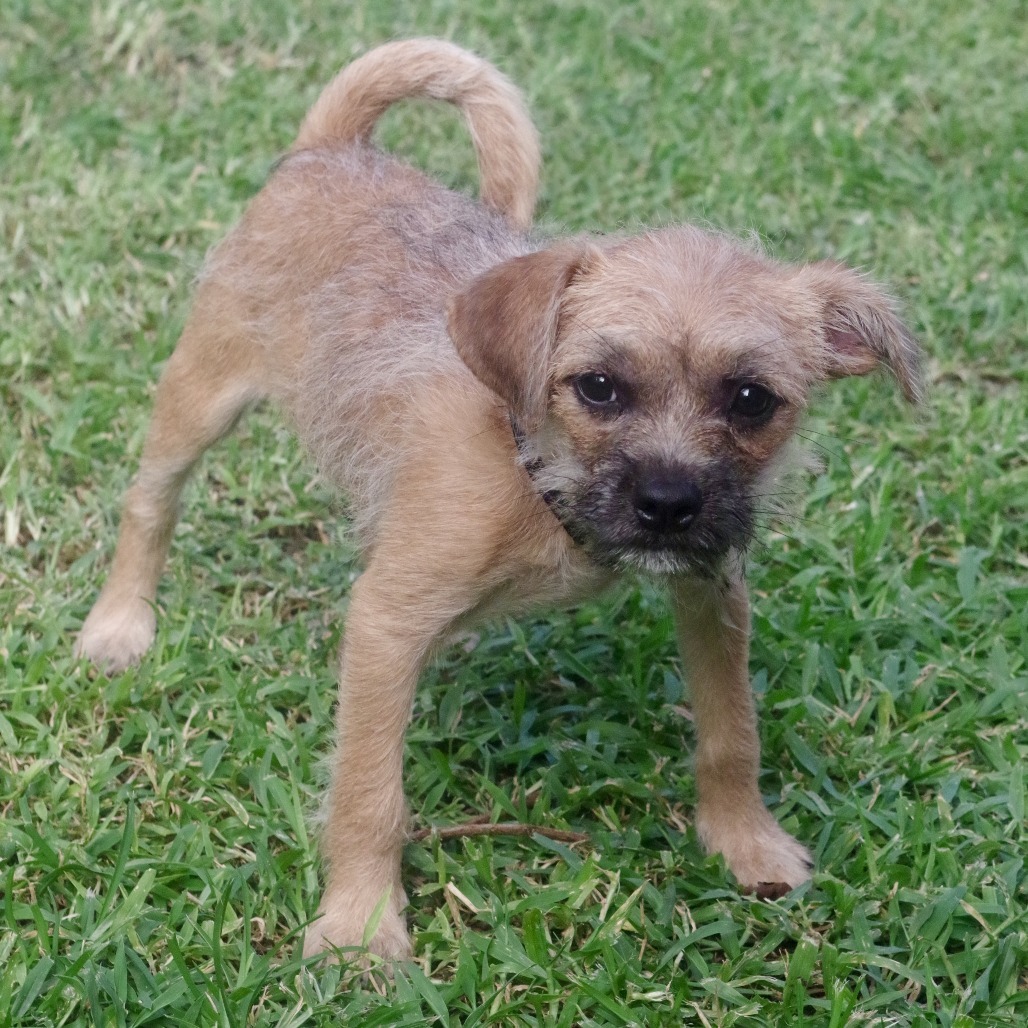 Puppy Lucy