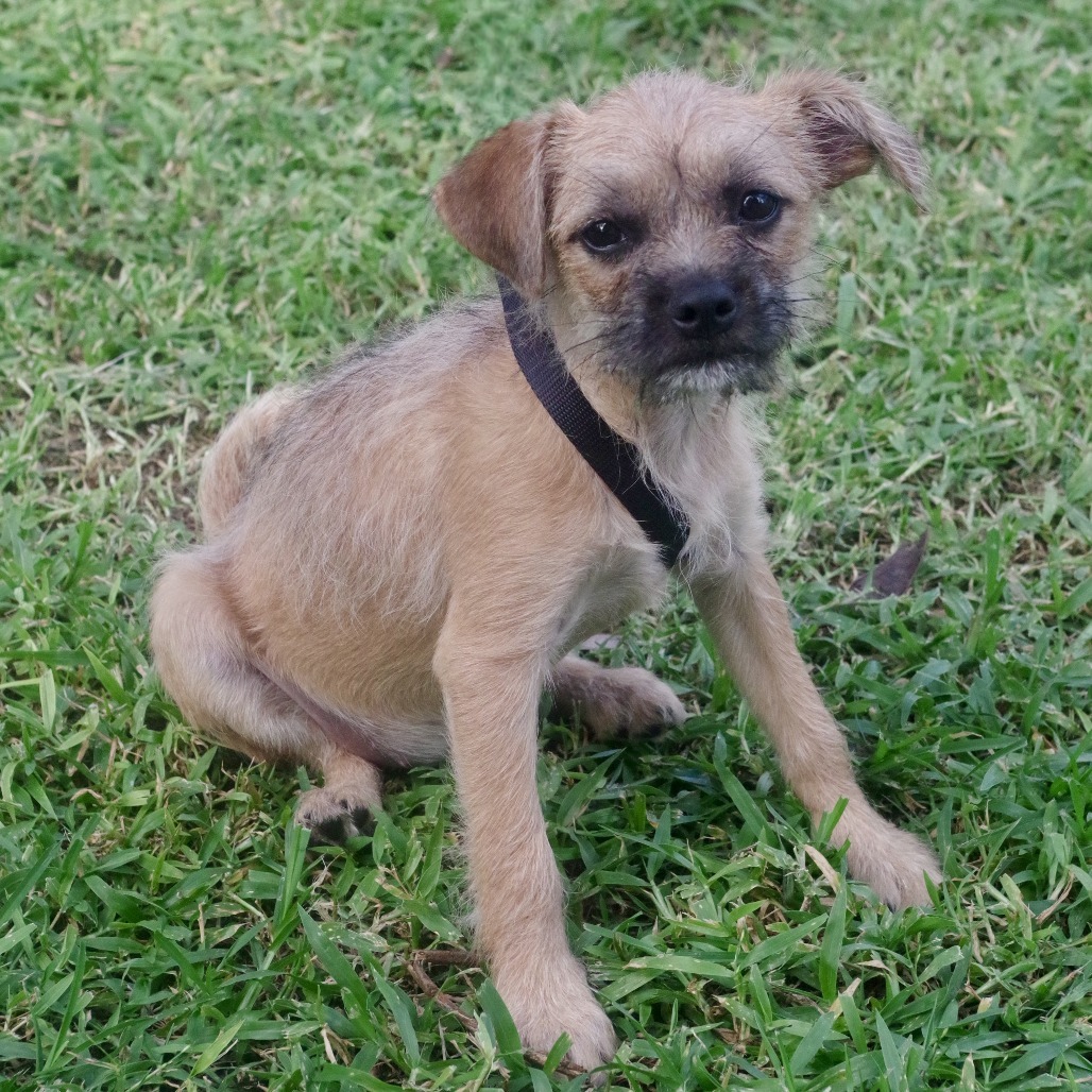 Puppy Lucy