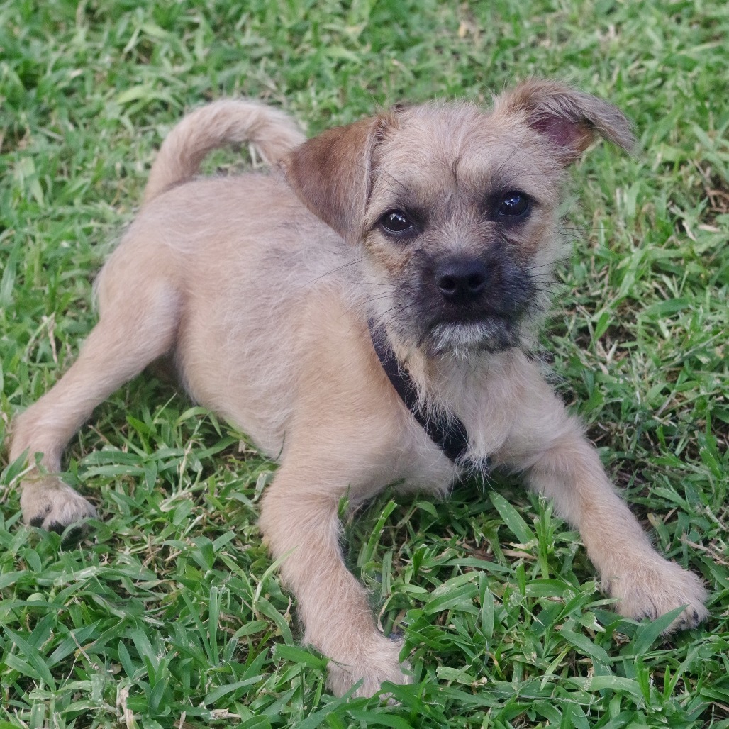 Puppy Lucy