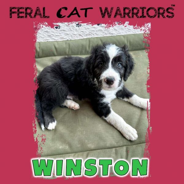 Winston photo 1