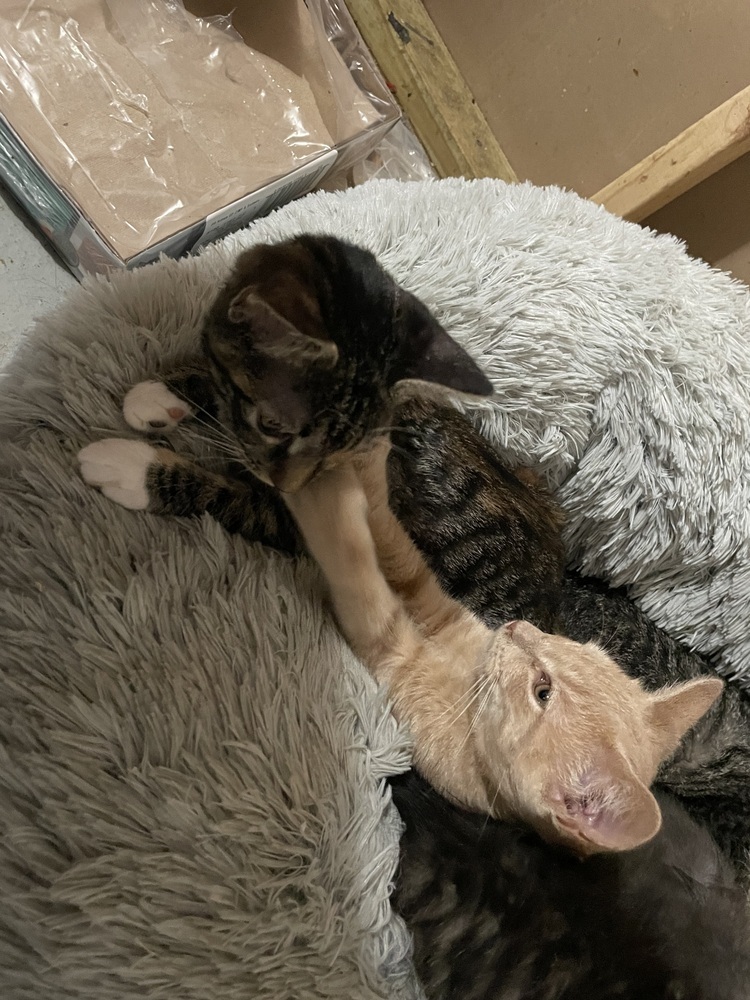 Grilled Cheese (bonded to Evangeline)