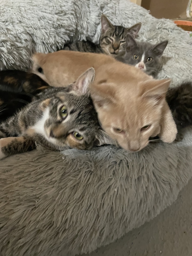 Grilled Cheese (bonded to Evangeline)