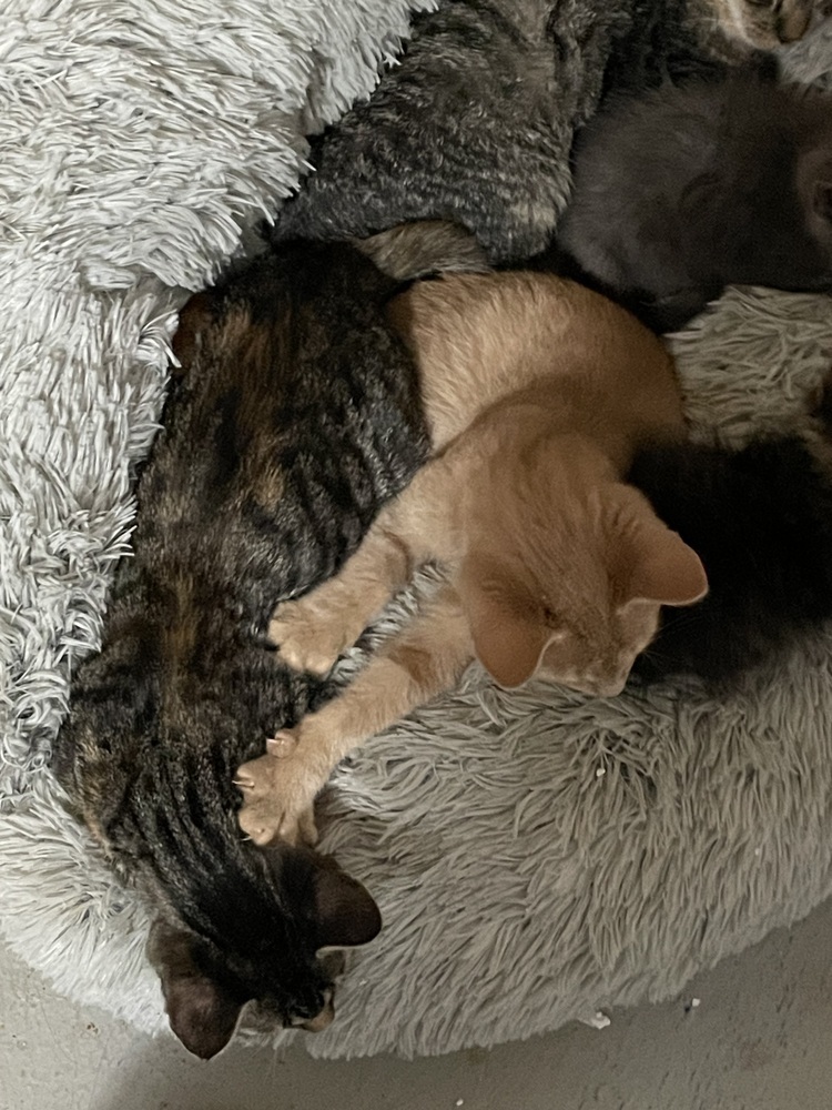 Grilled Cheese (bonded to Evangeline)