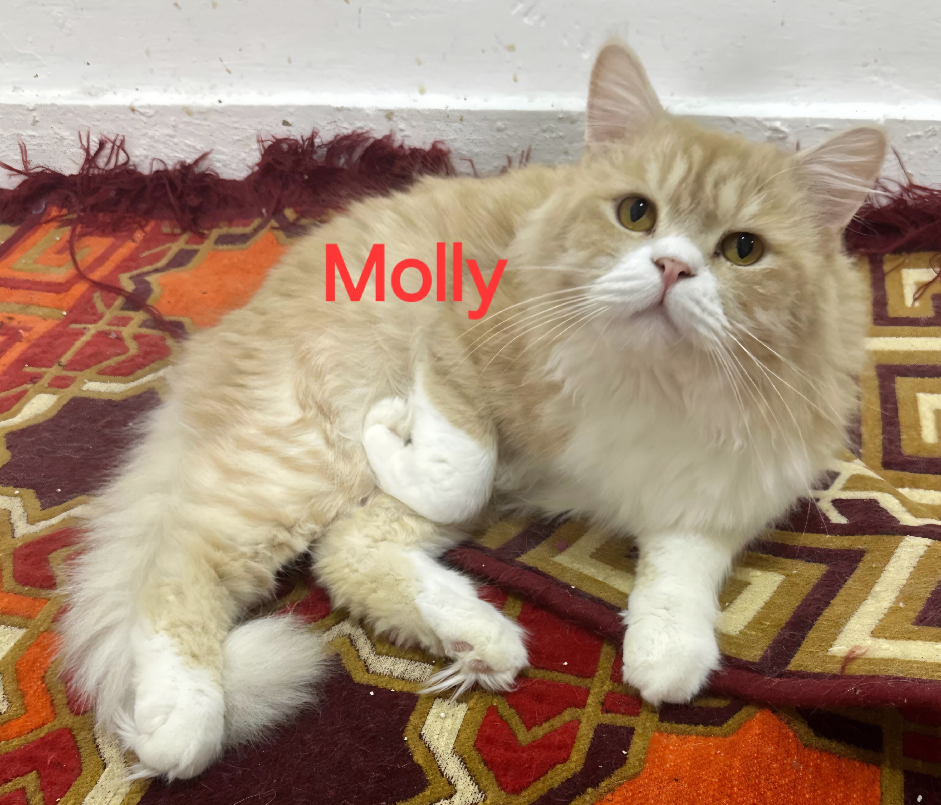 Molly