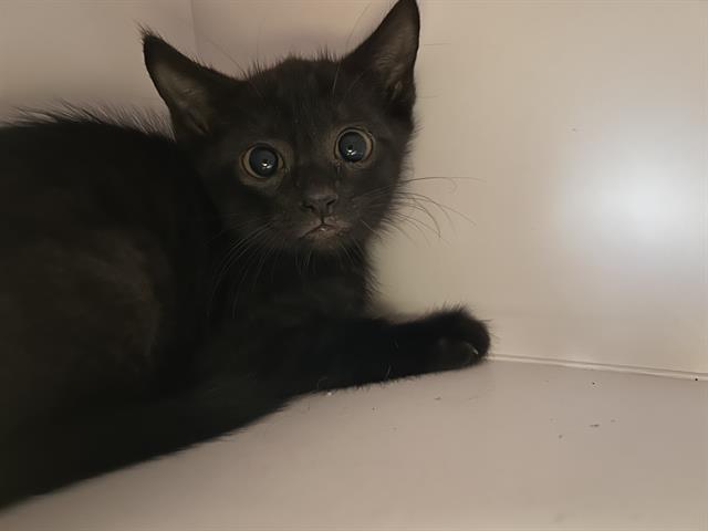 BINX