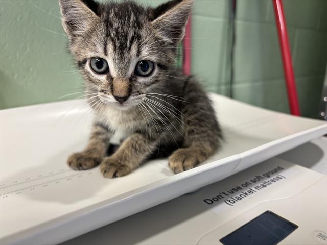 LEO