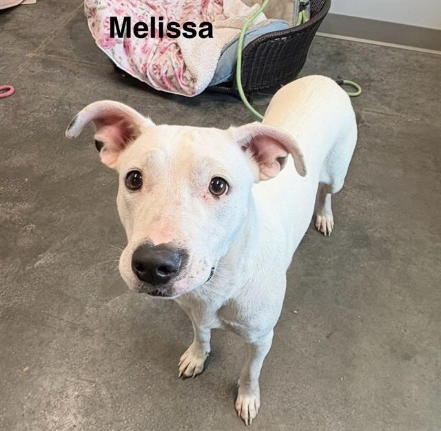 MELISSA