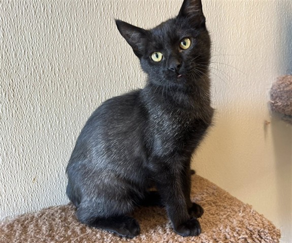 JANET, an adoptable Domestic Short Hair in McKinleyville, CA, 95519 | Photo Image 1
