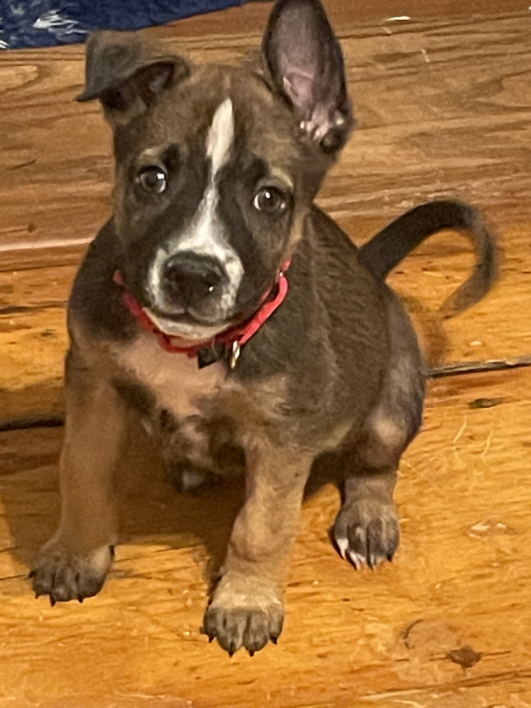 Charged Up (TN C Puppies)