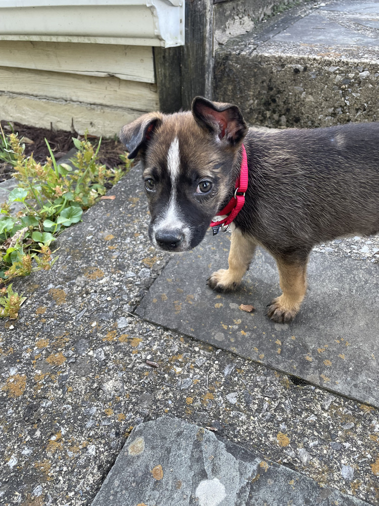 Charged Up (TN C Puppies)