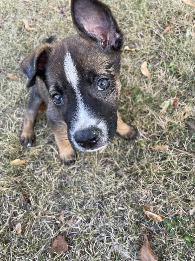 Charged Up (TN C Puppies)