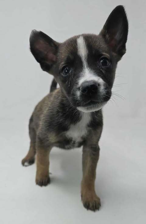 Charged Up (TN C Puppies)