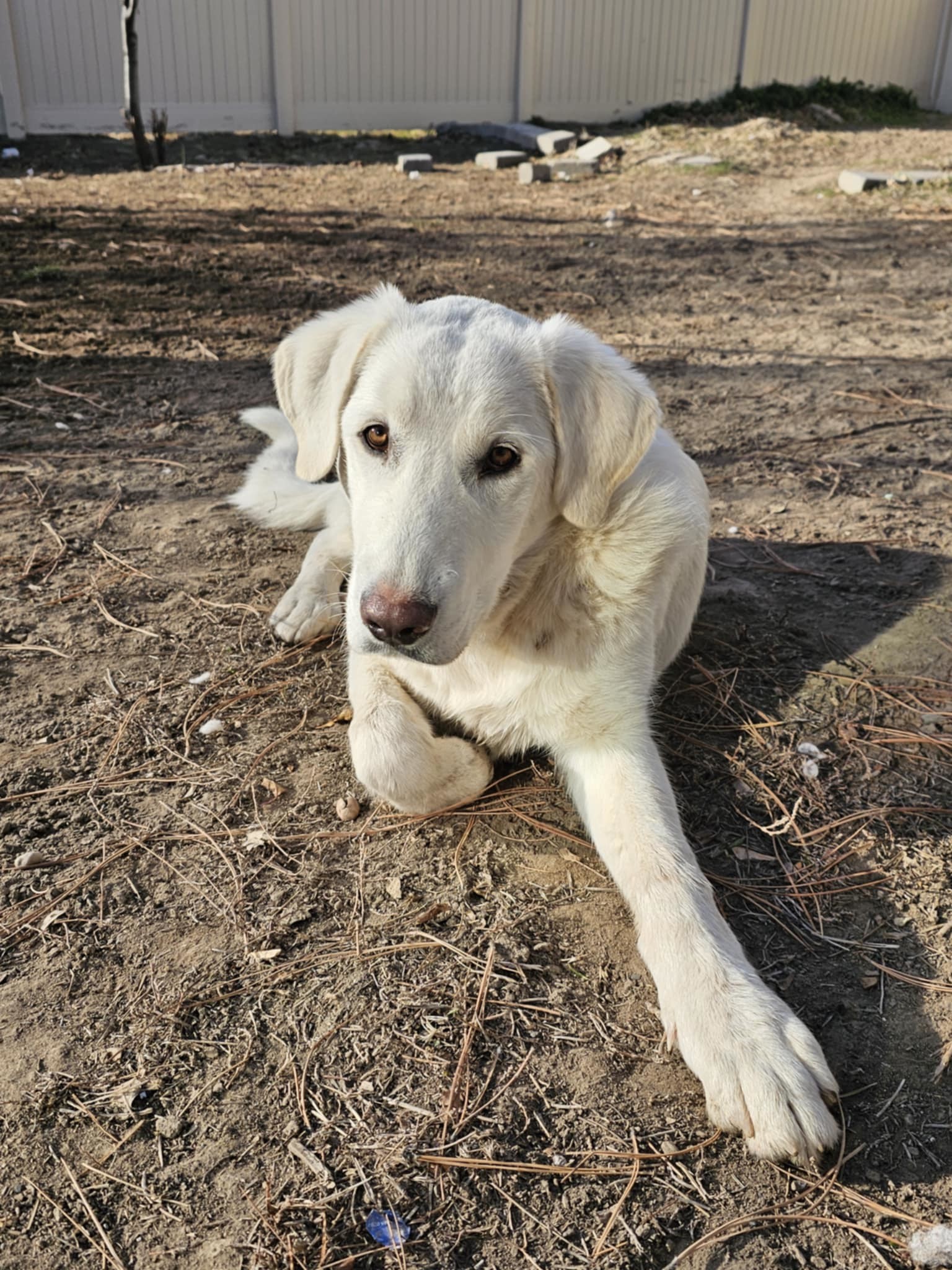 Moose (Casper), an adoptable Akbash in Midway, UT, 84049 | Photo Image 1