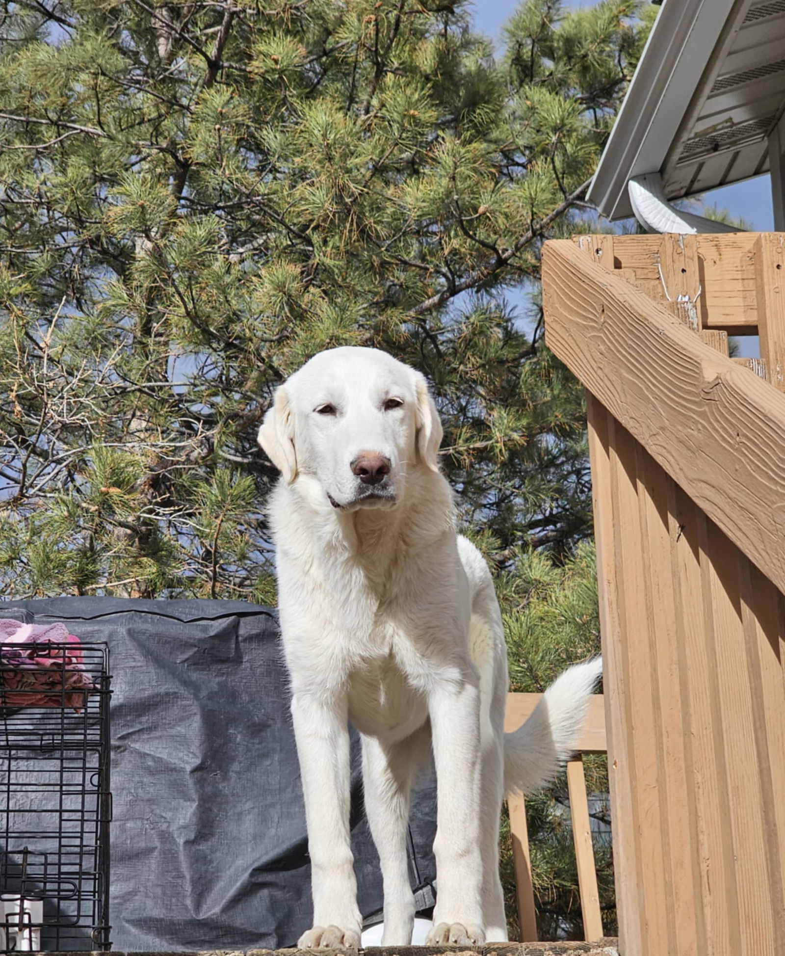 Moose (Casper), an adoptable Akbash in Midway, UT, 84049 | Photo Image 2