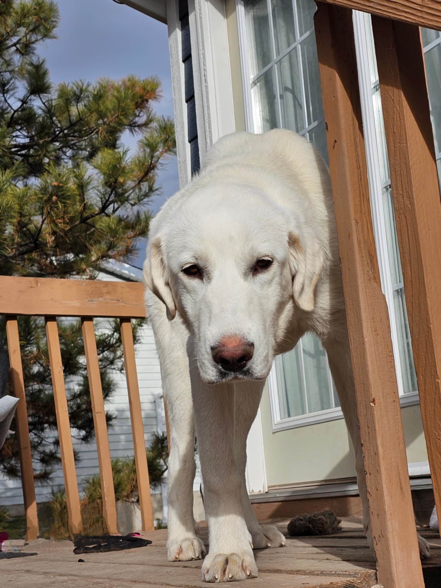 Moose (Casper), an adoptable Akbash in Midway, UT, 84049 | Photo Image 3