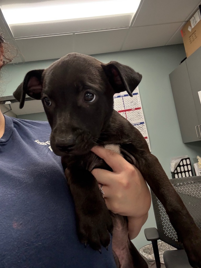 Carrie, an adoptable Affenpinscher in Sapulpa, OK, 74066 | Photo Image 1