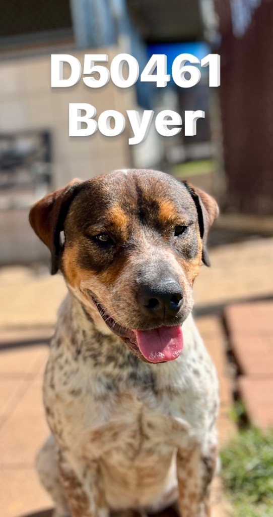 Boyer