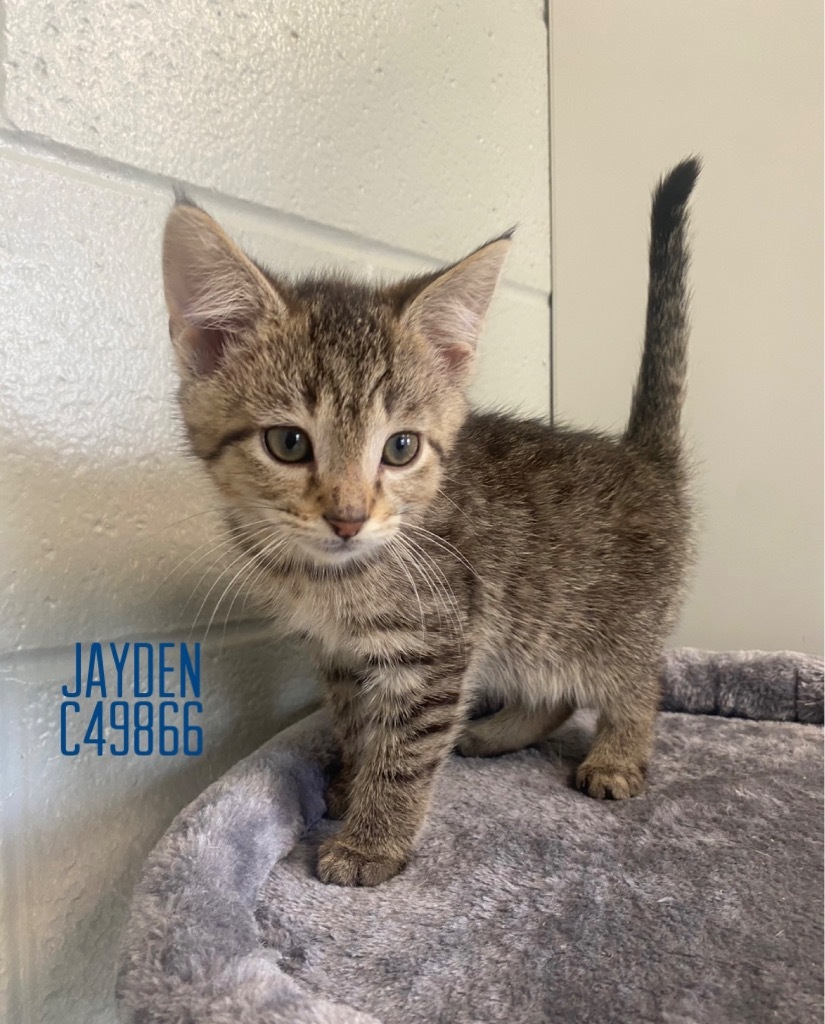 Jayden
