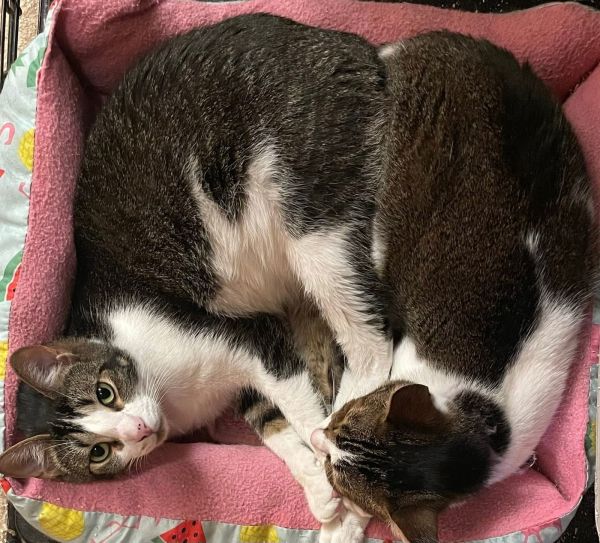 Jenna And Jayla thumbnail 2