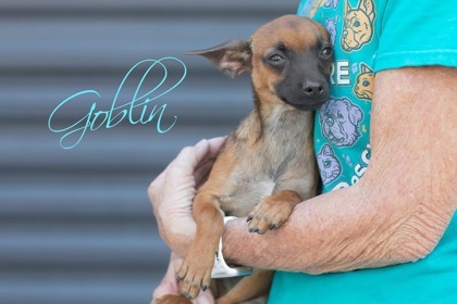 Goblin