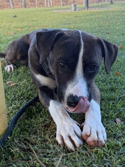 Apple Crisp, an adoptable American Staffordshire Terrier, Mixed Breed in Honolulu, HI, 96826 | Photo Image 1