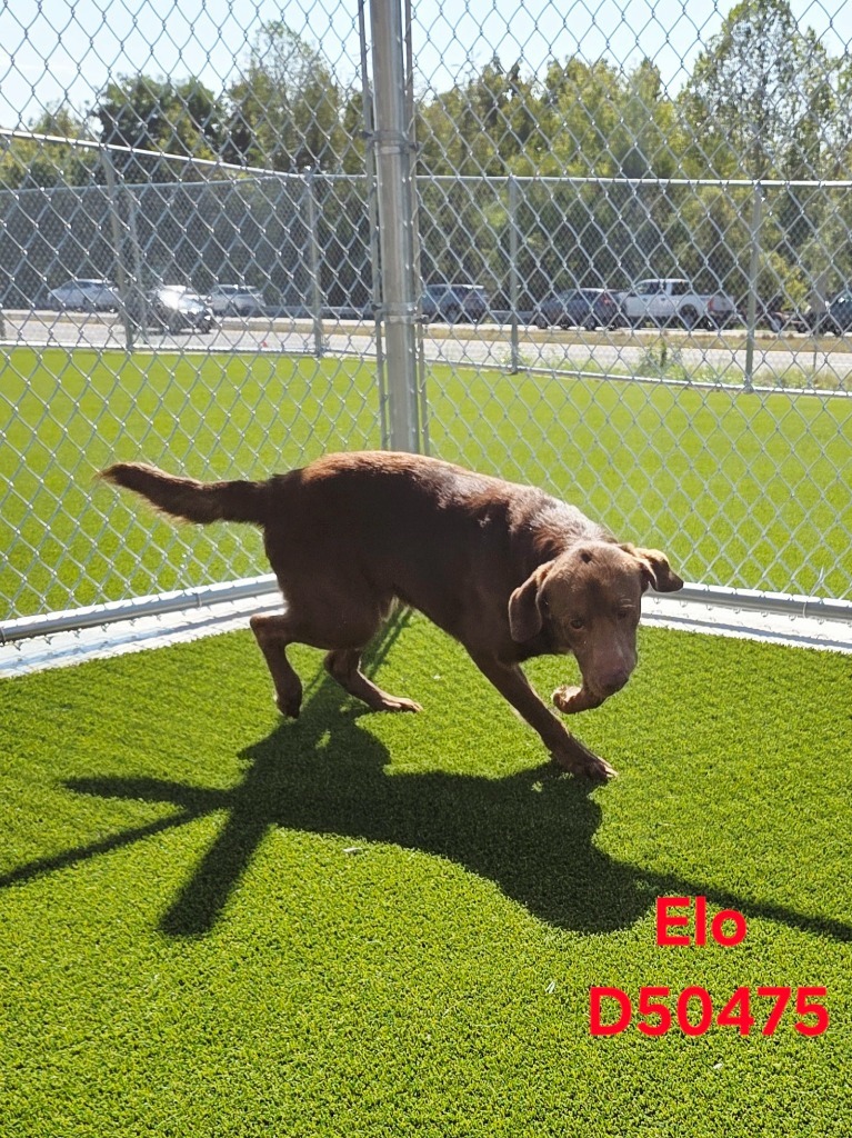 Elo