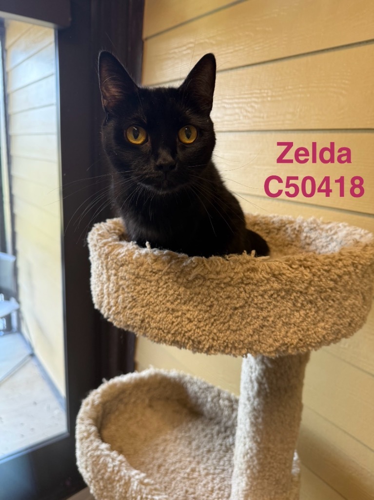 Zelda