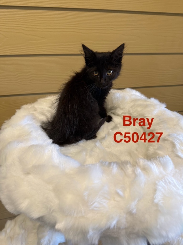 Bray