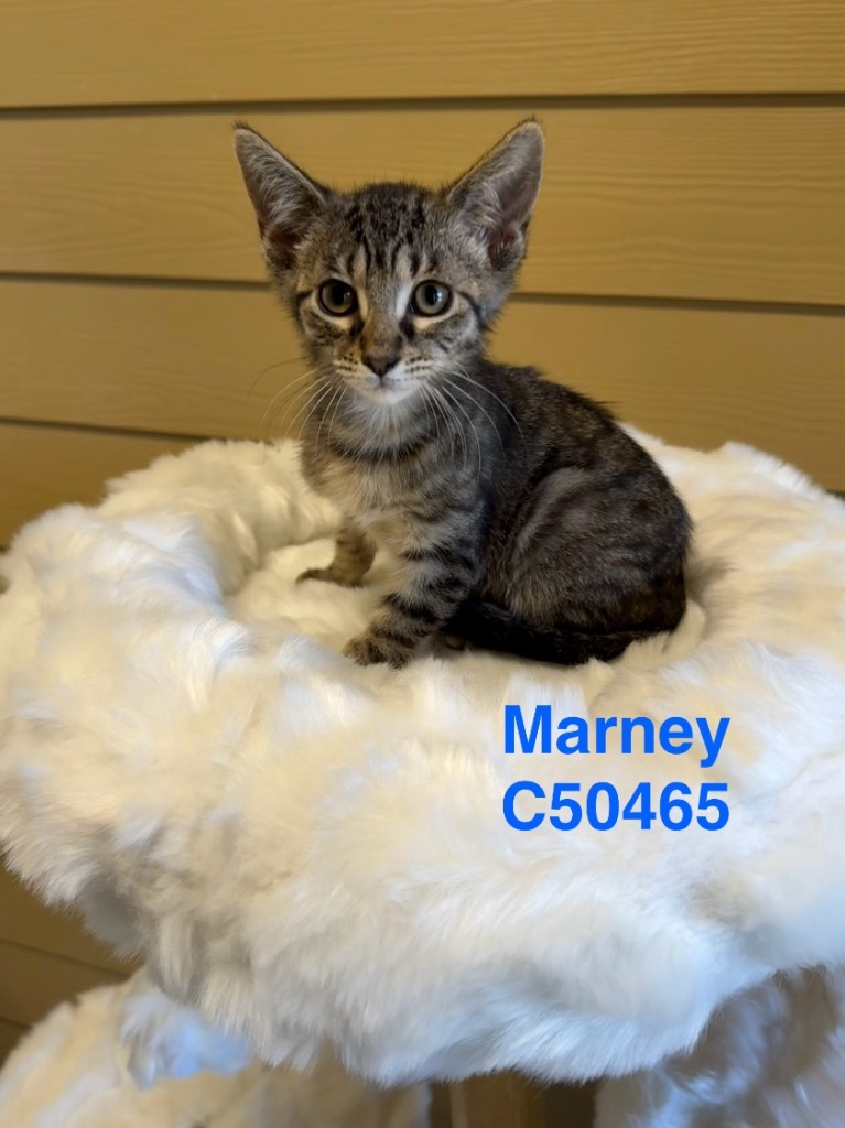 Marney