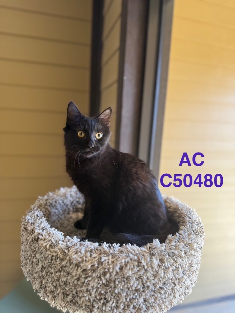 AC