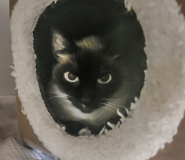 Coco