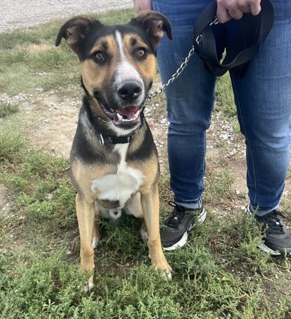 Wolfie, an adoptable German Shepherd Dog, Pit Bull Terrier in McCook, NE, 69001 | Photo Image 1