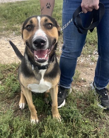 Wolfie, an adoptable German Shepherd Dog, Pit Bull Terrier in McCook, NE, 69001 | Photo Image 2