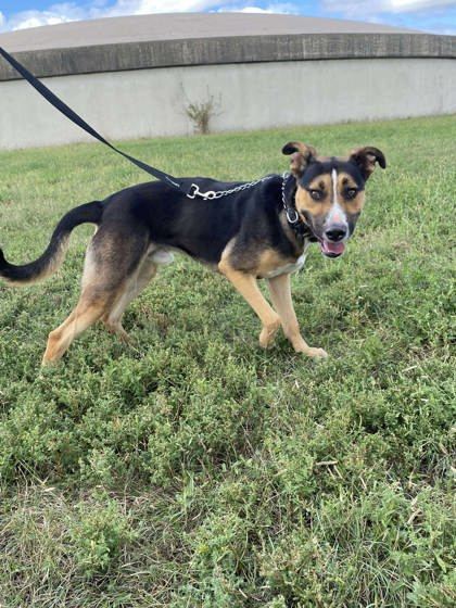 Wolfie, an adoptable German Shepherd Dog, Pit Bull Terrier in McCook, NE, 69001 | Photo Image 3
