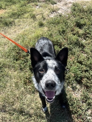 Frankenstein, an adoptable Border Collie, Mixed Breed in McCook, NE, 69001 | Photo Image 1