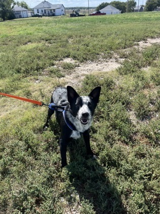 Frankenstein, an adoptable Border Collie, Mixed Breed in McCook, NE, 69001 | Photo Image 2